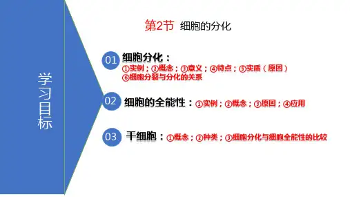 人教版高中生物必修一课件6.2 细胞的分化