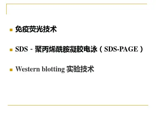 免疫荧光、SDS-PAGE、Western-blot实验技术