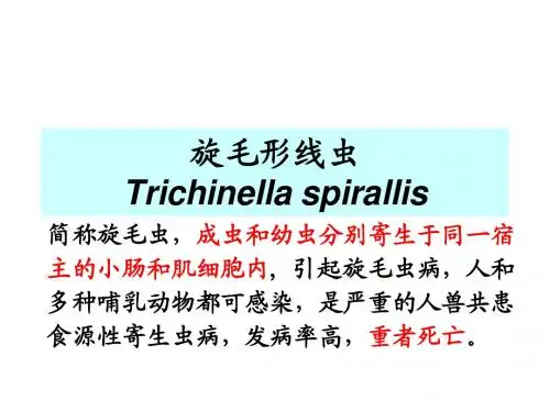 丝虫 旋毛虫