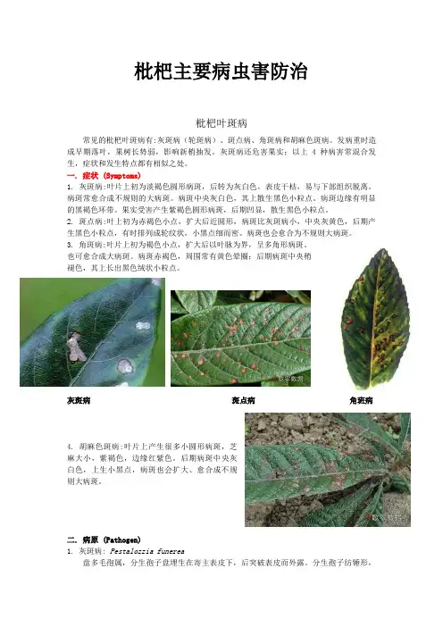 枇杷主要病虫害及防治措施