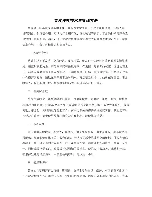 黄皮种植技术与管理方法