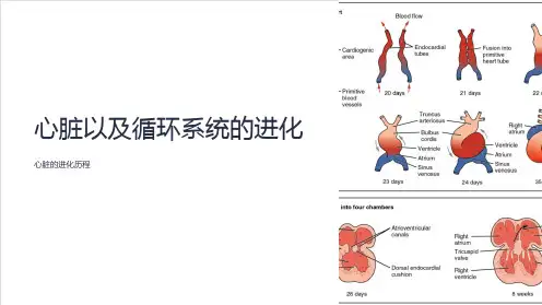 心脏以及循环系统的进化