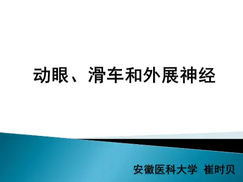动眼、滑车、外展神经解剖