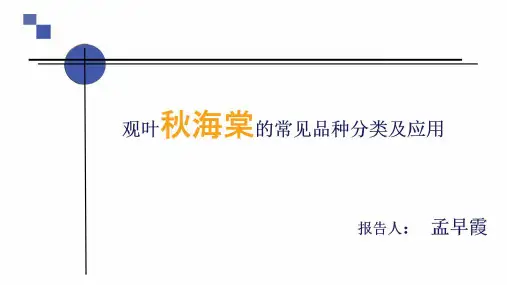 观叶秋海棠常见品种分类及应用