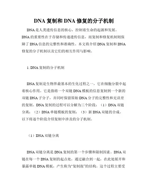 DNA复制和DNA修复的分子机制