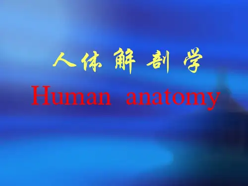 《人体解剖学》PPT课件