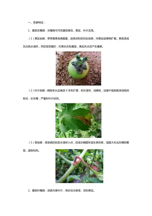 如何区分番茄灰霉病和叶霉病