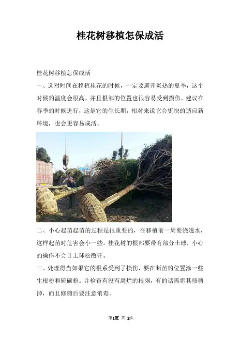 桂花树移植怎保成活