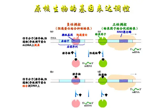 生物化学 细胞代谢与基因表达调控
