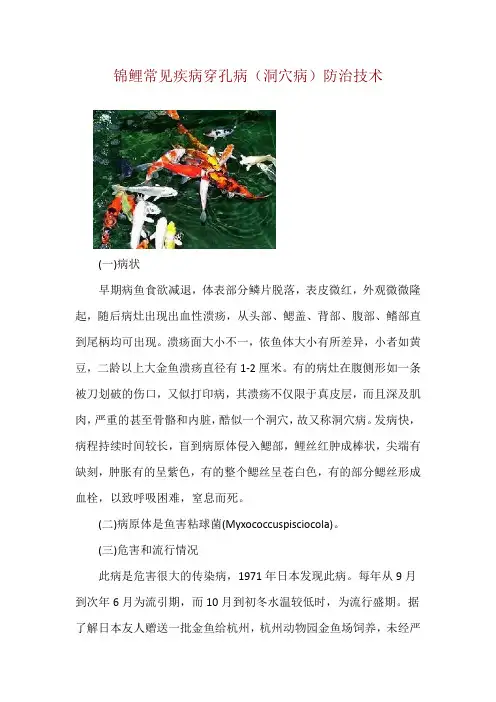 锦鲤常见疾病穿孔病(洞穴病)防治技术