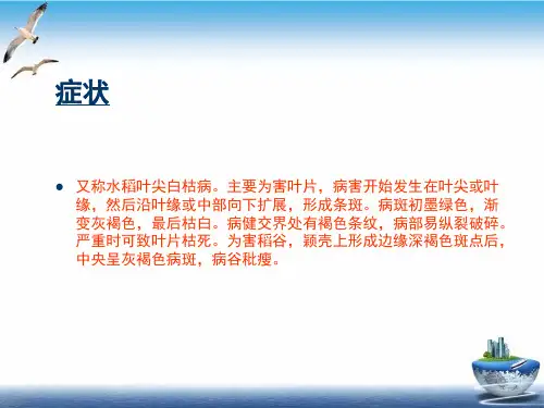 水稻的病虫防治PPT培训课件