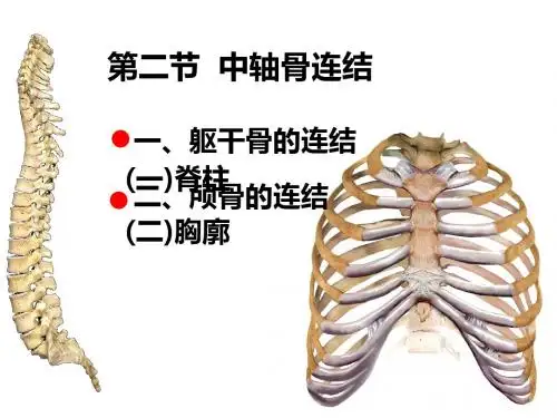 07中轴骨连结