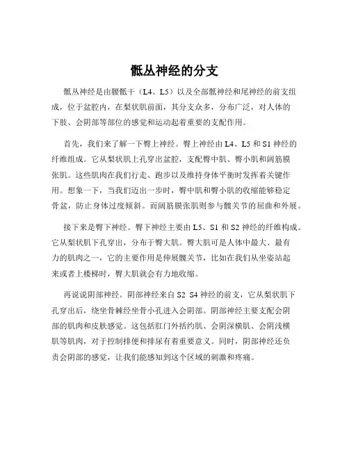 骶丛神经的分支