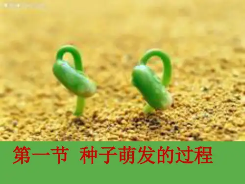 种子的萌发过程