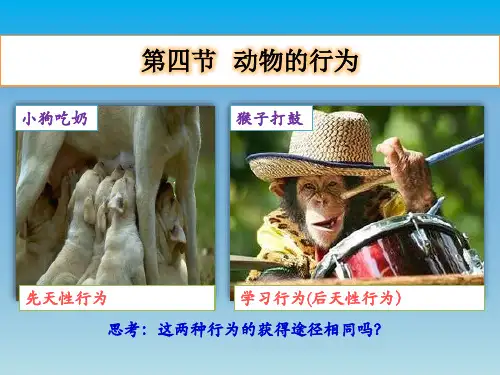 浙教版科学《动物的行为》ppt课件2