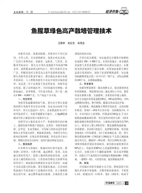 鱼腥草绿色高产栽培管理技术