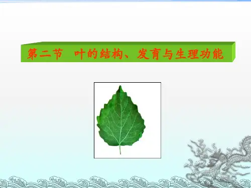 叶的结构,发育与生理功能