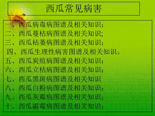 西瓜病害