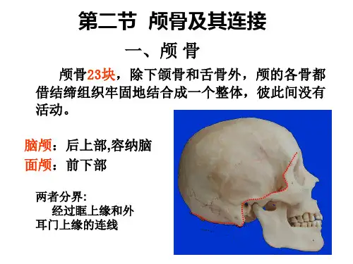 骨及其连接精品PPT课件