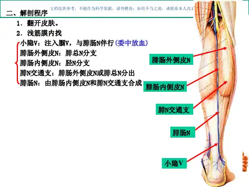 腘窝和小腿后区穴位解剖课件