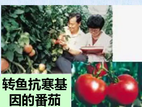 DNA重组技术的基本工具PPT课件