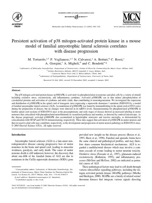 Persistent activation of p38