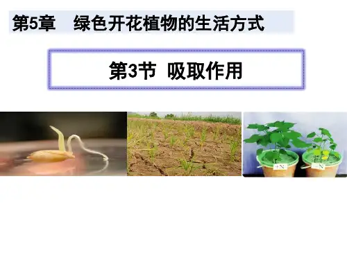 北师大版生物七年级上册 .3 吸收作用 课件