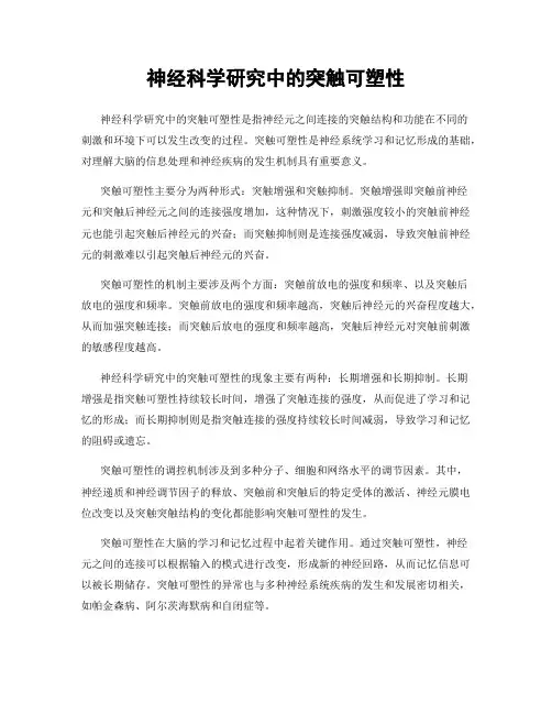 神经科学研究中的突触可塑性