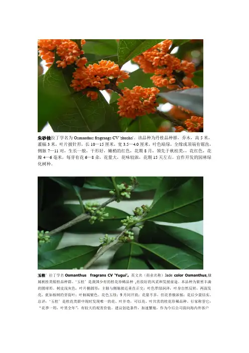 桂花品种