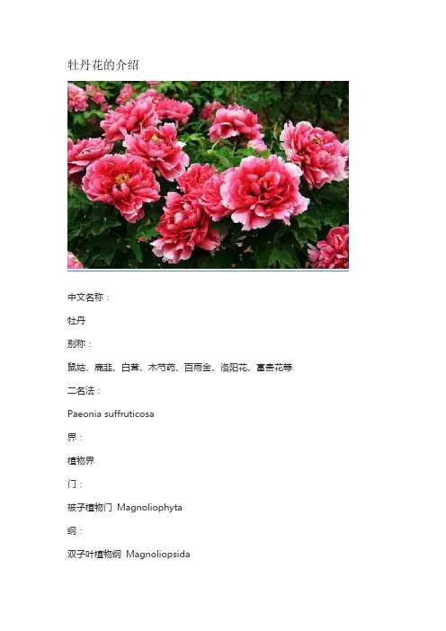 牡丹花的介绍