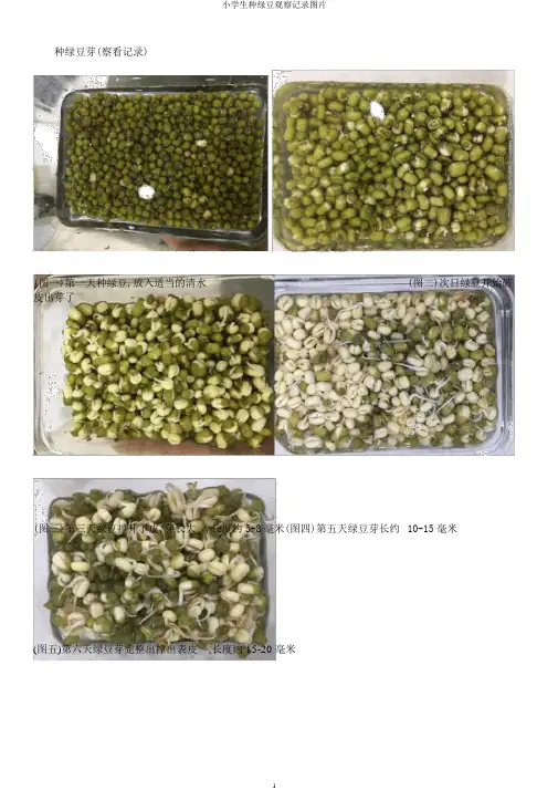 小学生种绿豆观察记录图片