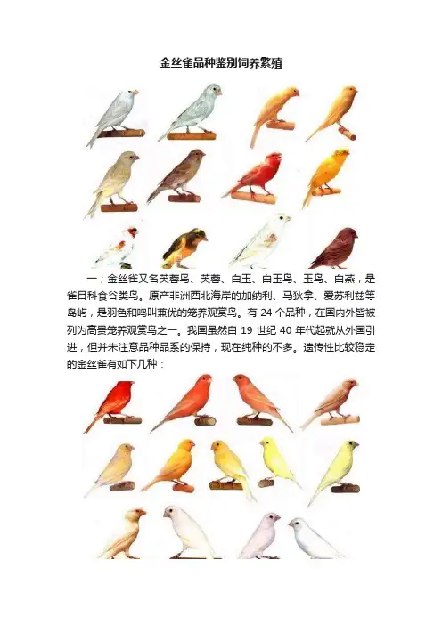 金丝雀品种鉴别饲养繁殖