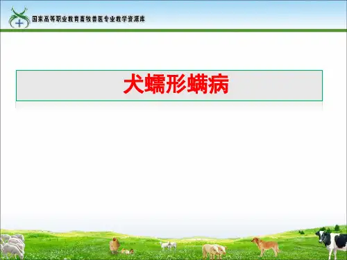 犬蠕形螨病