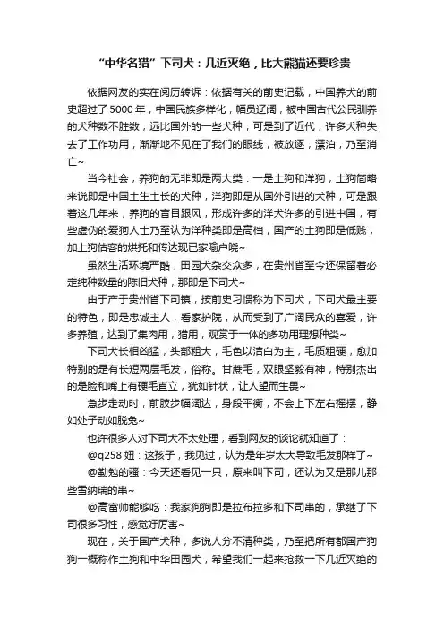 “中华名猎”下司犬：几近灭绝，比大熊猫还要珍贵