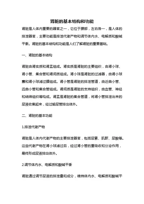 肾脏的基本结构和功能