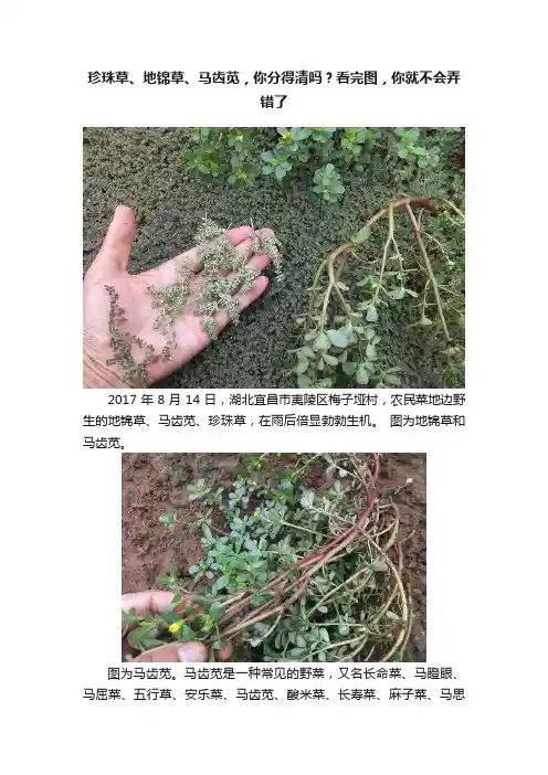 珍珠草、地锦草、马齿苋，你分得清吗？看完图，你就不会弄错了