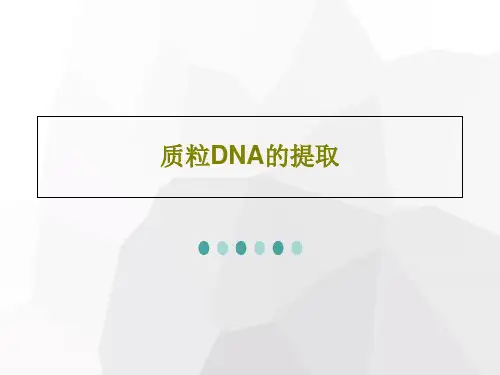质粒DNA的提取31页PPT