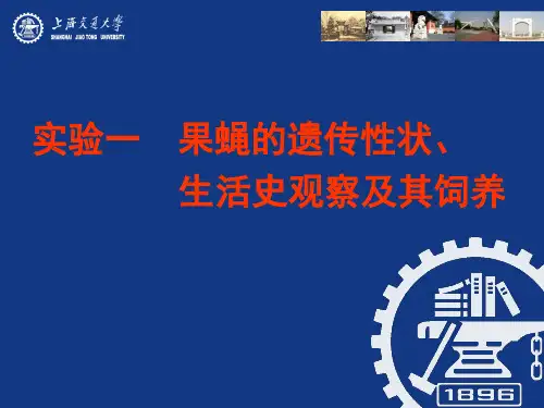实验三 果蝇的形态、生活周期及其饲养