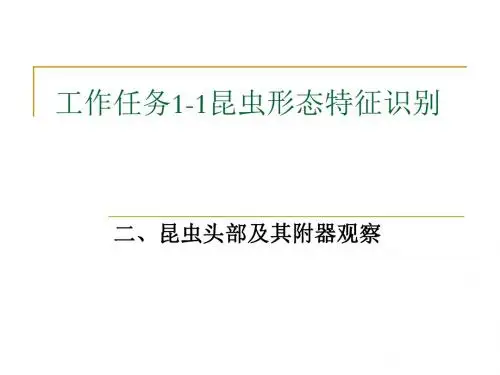 工作任务1-1昆虫形态特征识别2