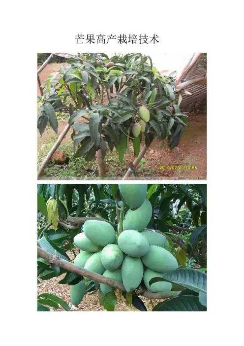芒果高产栽培技术