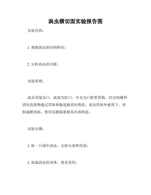涡虫横切面实验报告图