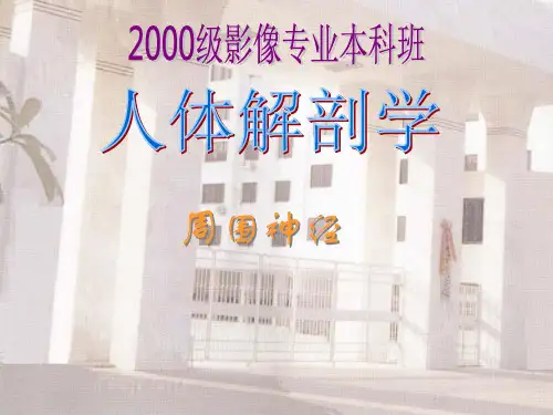 周围神经PPT课件