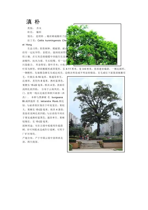 云南绿化常用树种