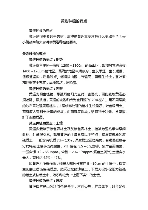 黄连种植的要点