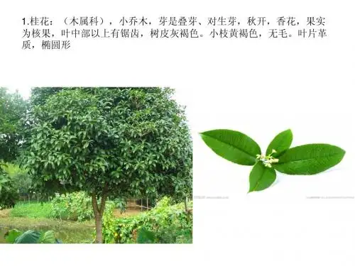 树木学