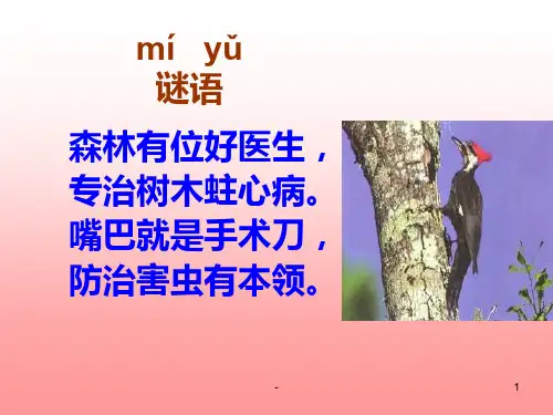啄木鸟PPT课件