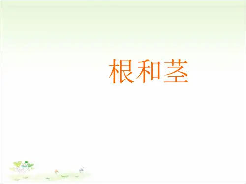 五年级上册科学-根和茎优秀课件冀教版课件PPT