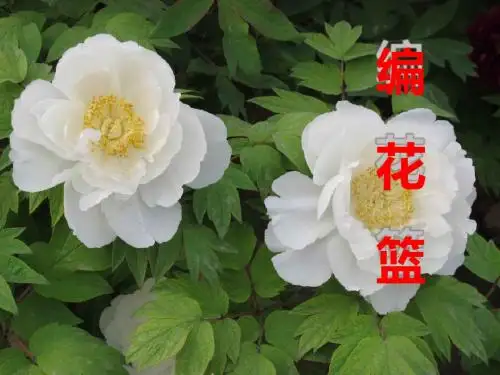 《编花篮》音乐PPT课件(上课用)2