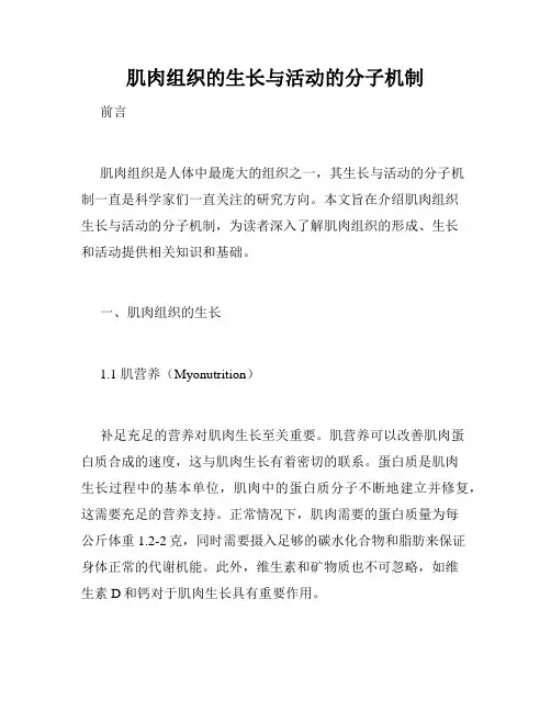 肌肉组织的生长与活动的分子机制