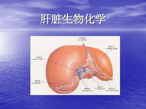 肝脏生物化学
